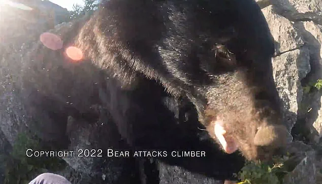 Japan's Bear Hunting Policy: Responding to a Growing Bear Attack Crisis