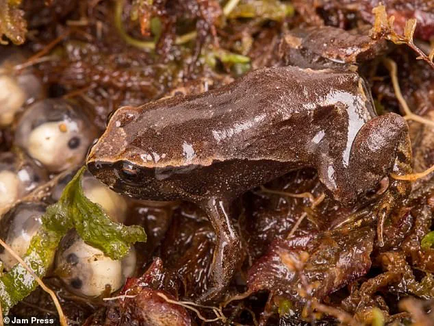 Leonardo DiCaprio Named in Honor of New Frog Species Discovery