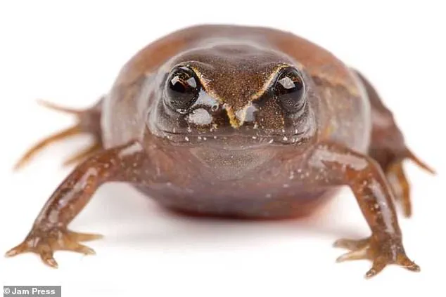 Leonardo DiCaprio Named in Honor of New Frog Species Discovery