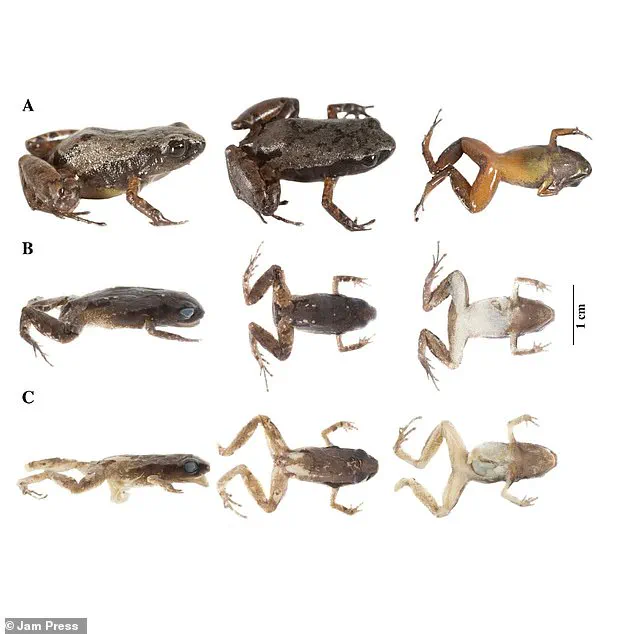 Leonardo DiCaprio Named in Honor of New Frog Species Discovery