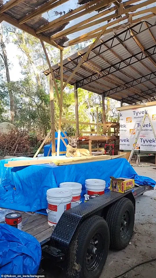 The 'Balloon Boy' Hoax: Falcon Heene's Journey and Its Impact