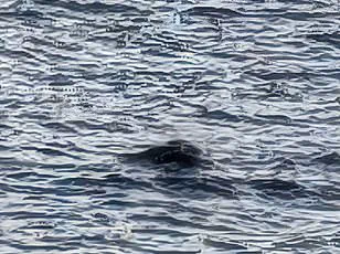 Government Directive Allows Citizens to Earn Income While Searching for Loch Ness Monster