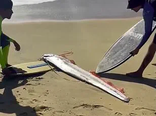 Oarfish Washes Up in Canary Islands, Sparks Online Concern and Speculation