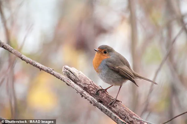Robins Get 'Tipsy' in Winter: A Fun Fact