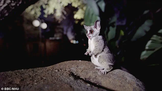Understanding Animal Movement: The Power of Jump to Freedom