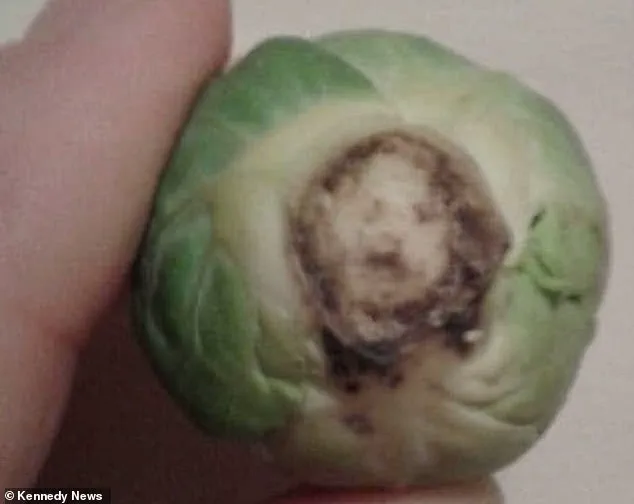 Seeing Jesus Everywhere: The Psychology Behind Face Pareidolia