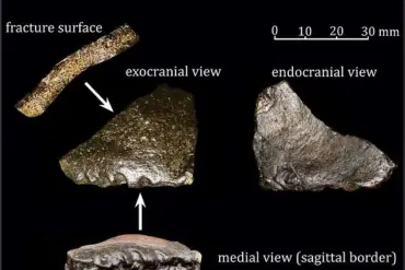 Exclusive Access to a Buried Human Ancestor: A Groundbreaking Discovery in Indonesia