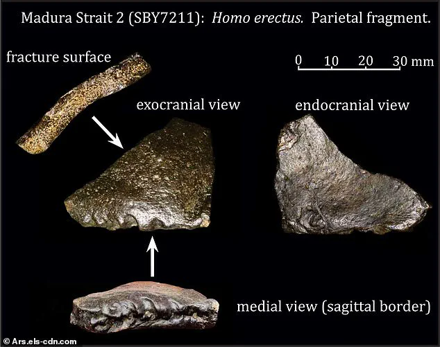 Exclusive Access to a Buried Human Ancestor: A Groundbreaking Discovery in Indonesia