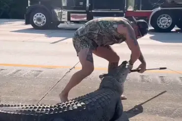 Florida 'Blue Collar Brawler' Responds to Urgent Call: Alligator Stuck on I-95 Median