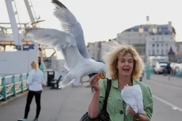 Seagull Incidents at Beaches Prompt Calls for New Regulations to Protect Public Enjoyment