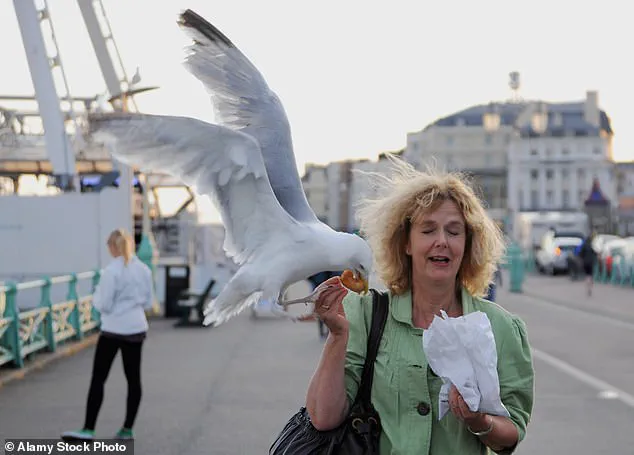 Seagull Incidents at Beaches Prompt Calls for New Regulations to Protect Public Enjoyment