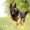 Sealed Data Reveals Hidden Risks: Dog Breeds Linked to Legal and Medical Troubles