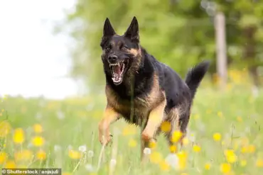 Sealed Data Reveals Hidden Risks: Dog Breeds Linked to Legal and Medical Troubles