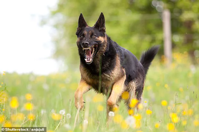 Sealed Data Reveals Hidden Risks: Dog Breeds Linked to Legal and Medical Troubles