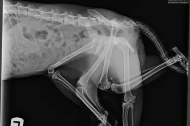 Six-Legged Stray Cat Shocks Vets: 'That Isn't Possible,' Says Rescuer