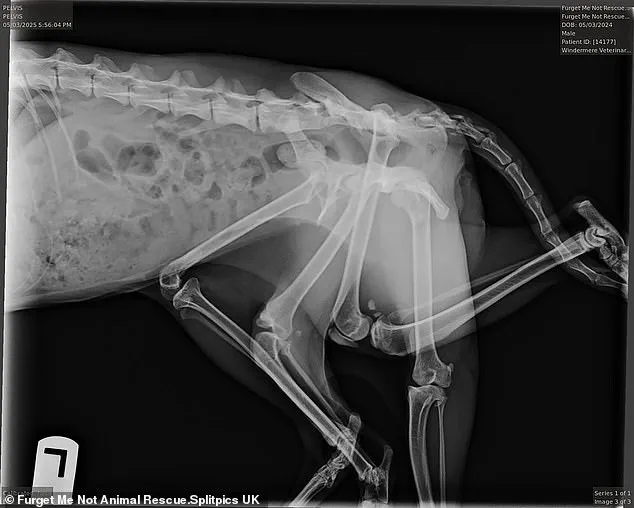 Six-Legged Stray Cat Shocks Vets: 'That Isn't Possible,' Says Rescuer