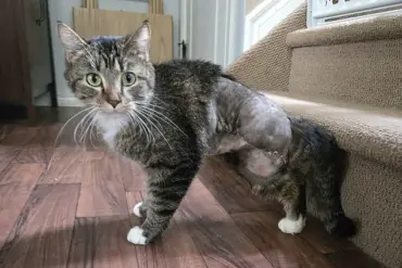 Six-Legged Stray Cat Shocks Vets: 'That Isn't Possible,' Says Rescuer