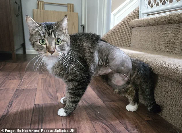 Six-Legged Stray Cat Shocks Vets: 'That Isn't Possible,' Says Rescuer