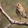 Ancient Roman Discovery in Pollentia Reveals 2,000-Year-Old Fried Songbirds Linked to Modern Fried Chicken