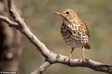 Ancient Roman Discovery in Pollentia Reveals 2,000-Year-Old Fried Songbirds Linked to Modern Fried Chicken