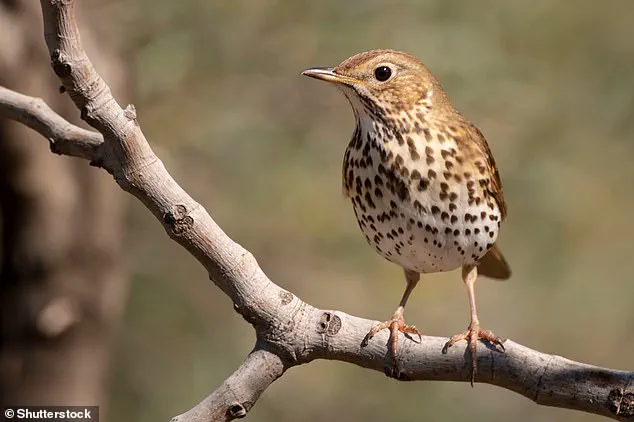 Ancient Roman Discovery in Pollentia Reveals 2,000-Year-Old Fried Songbirds Linked to Modern Fried Chicken