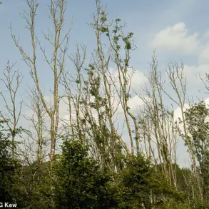 Britain's Ash Trees Demonstrate Remarkable Adaptation to Ash Dieback Fungus, Defying Initial Survival Predictions