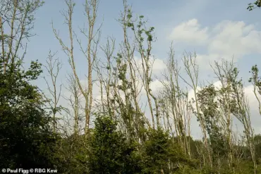 Britain's Ash Trees Demonstrate Remarkable Adaptation to Ash Dieback Fungus, Defying Initial Survival Predictions