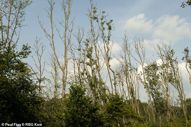 Britain's Ash Trees Demonstrate Remarkable Adaptation to Ash Dieback Fungus, Defying Initial Survival Predictions