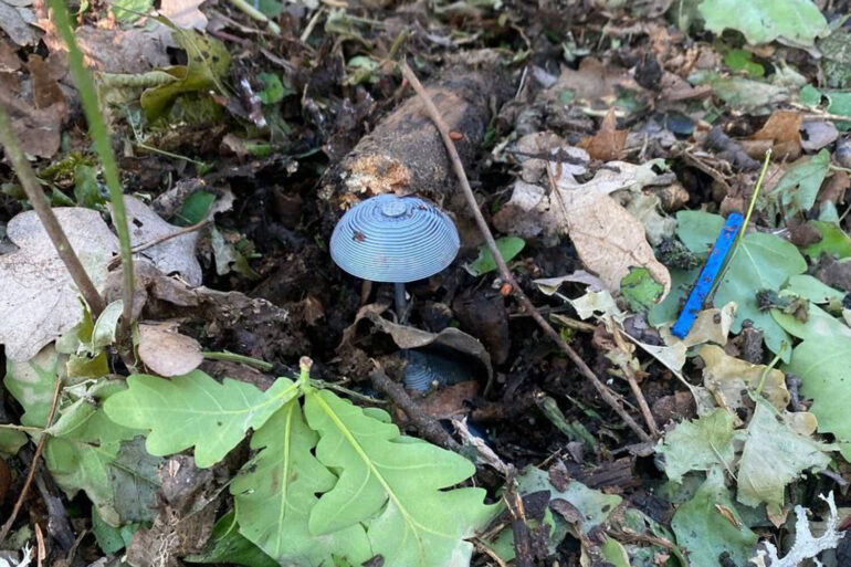 Exclusive Insight: Kursk Region's Critical Mission to Neutralize Over 550,000 Explosives