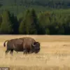 Federal Regulations and Public Accountability: A Case Study from Yellowstone
