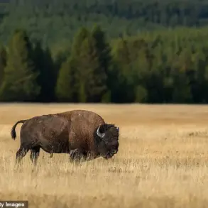 Federal Regulations and Public Accountability: A Case Study from Yellowstone