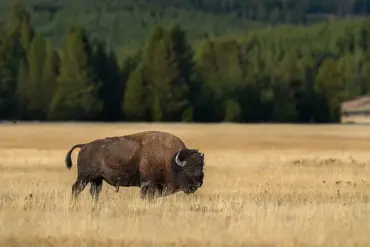 Federal Regulations and Public Accountability: A Case Study from Yellowstone