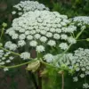 UK Authorities Launch Interactive Map to Warn Public About Giant Hogweed's Dangers