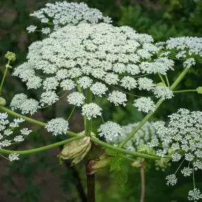 UK Authorities Launch Interactive Map to Warn Public About Giant Hogweed's Dangers