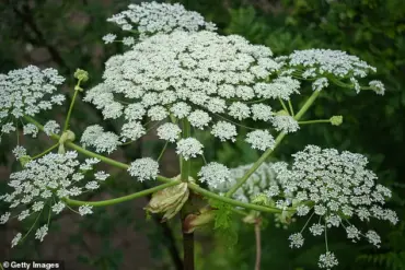 UK Authorities Launch Interactive Map to Warn Public About Giant Hogweed's Dangers
