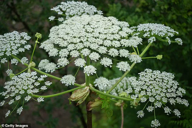 UK Authorities Launch Interactive Map to Warn Public About Giant Hogweed's Dangers