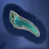 Amelia Earhart’s Doomed Plane Found After 88-Year Mystery
