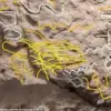 Ancient Inscription Discovery Sparks Debate on Biblical Accuracy