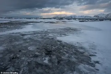 Arctic Winter in Crisis: Unprecedented Snowmelt and Blooming Vegetation Signal Climate Change's Toll