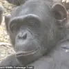Breaking: Chimpanzees in Zambia Embrace Social Trends, Mirroring Human Fads