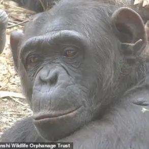 Breaking: Chimpanzees in Zambia Embrace Social Trends, Mirroring Human Fads