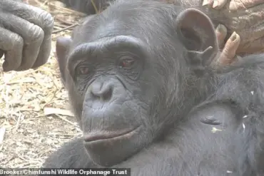 Breaking: Chimpanzees in Zambia Embrace Social Trends, Mirroring Human Fads