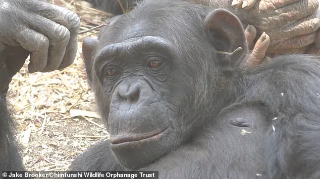 Breaking: Chimpanzees in Zambia Embrace Social Trends, Mirroring Human Fads