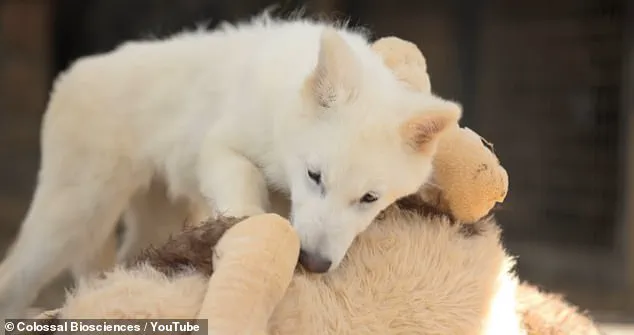 Exclusive Insights: The Secret Resurrection of Dire Wolves and Their Astonishing Growth
