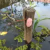 Florida Urges Residents to Destroy Pink Blob Egg Masses as Invasive Snails Pose Ecological Threat, Warns FWC