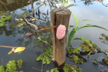 Florida Urges Residents to Destroy Pink Blob Egg Masses as Invasive Snails Pose Ecological Threat, Warns FWC