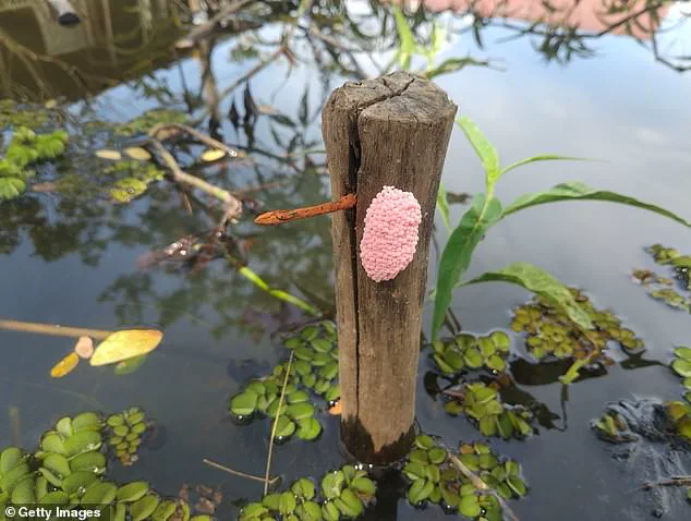 Florida Urges Residents to Destroy Pink Blob Egg Masses as Invasive Snails Pose Ecological Threat, Warns FWC