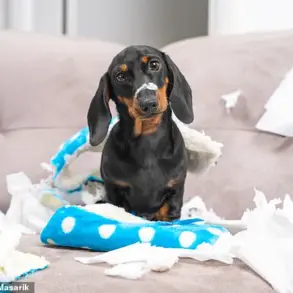 Late-Breaking Study: Dogs May Not Guarantee Mental Health Benefits, Says Hungarian Research Team