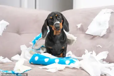 Late-Breaking Study: Dogs May Not Guarantee Mental Health Benefits, Says Hungarian Research Team