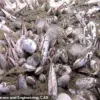Late-Breaking: Thriving Deep-Sea Ecosystems Discovered in Pacific Trenches